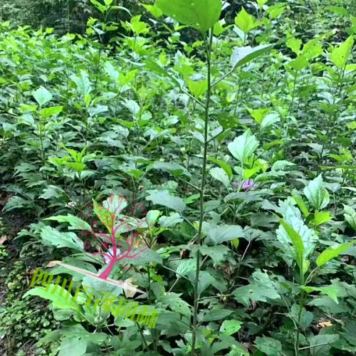 木槿價格