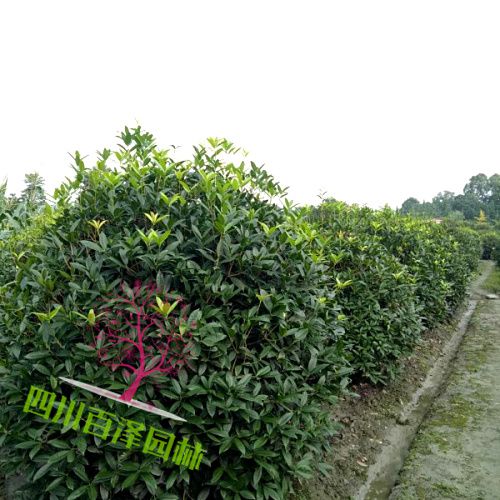 成都桂花樹苗圃圖片