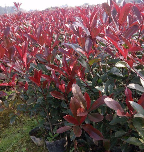 高桿紅葉石楠圖片