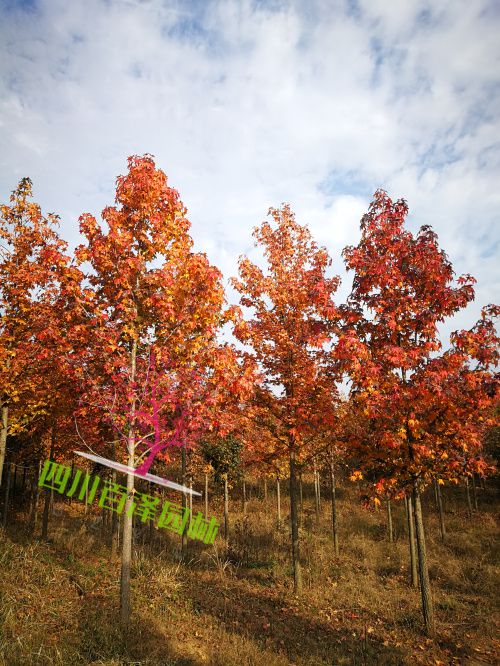 紅梅圖片