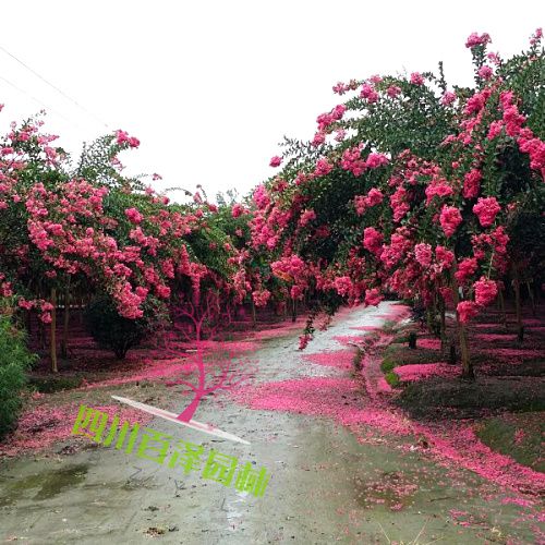 10公分紫薇圖片
