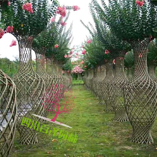 溫江苗木基地圖片