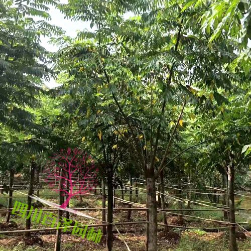 欒樹價格