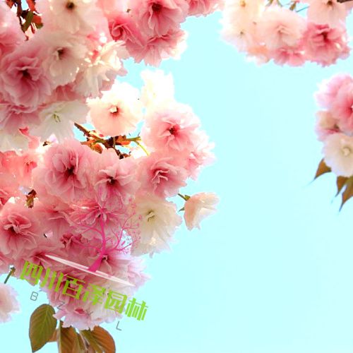 櫻花基地