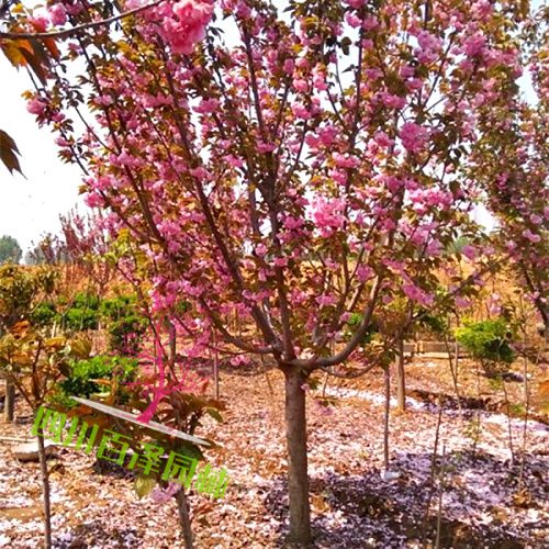 櫻花樹圖片