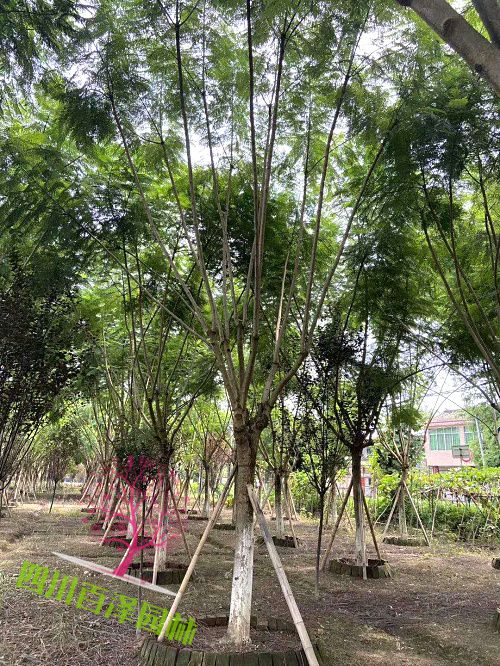 藍花楹價格圖片