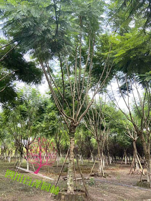 藍花楹廠家
