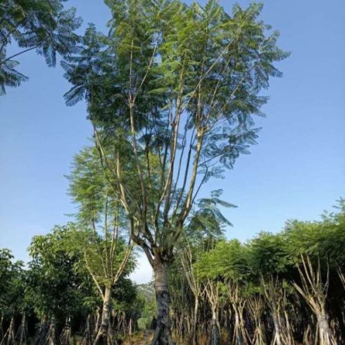 四川藍花楹