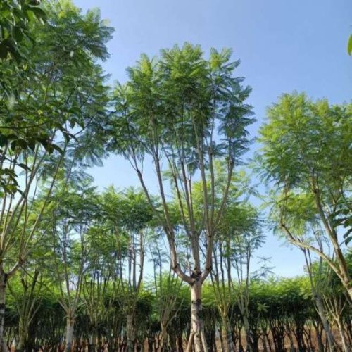 藍花楹