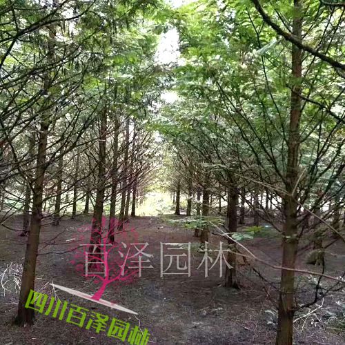 水杉基地圖片