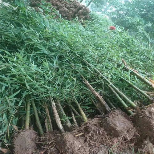 羅漢竹基地圖片