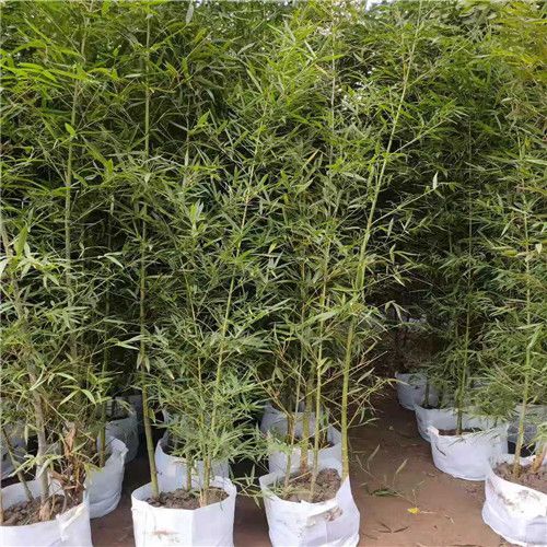 2公分羅漢竹圖片