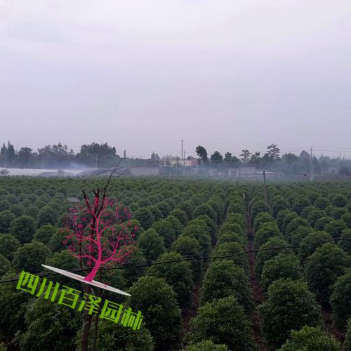成都苗圃圖片