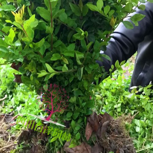 毛葉丁香價格