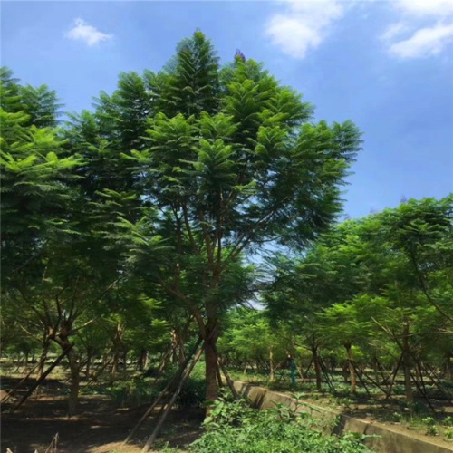 藍花楹