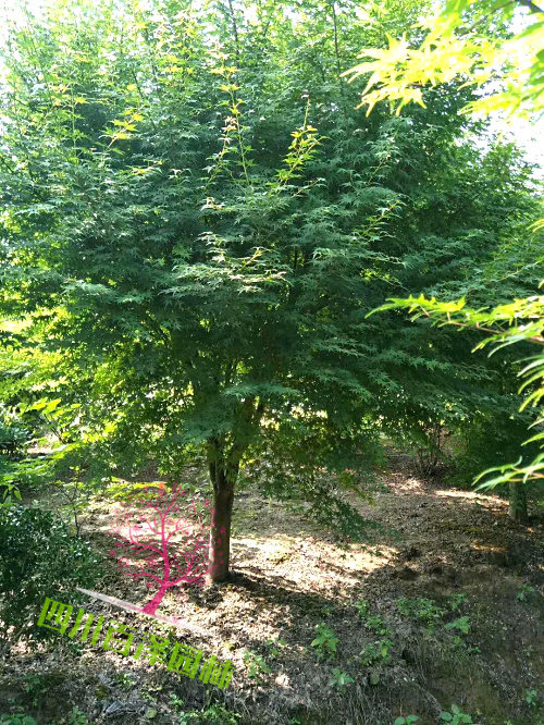 雞爪槭